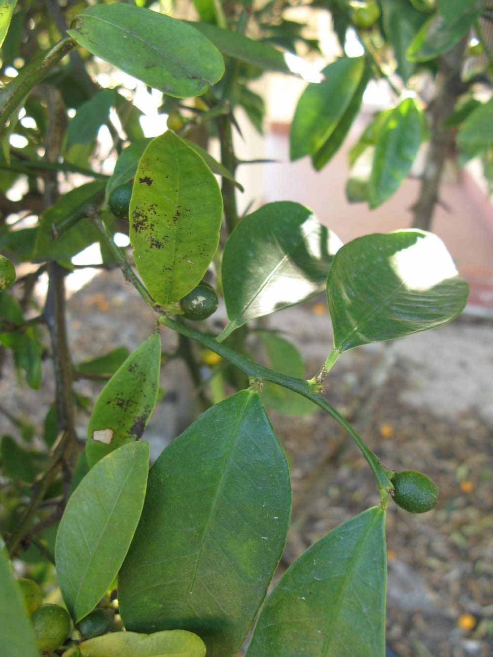            Shade leaves (Winter Haven, FL)   